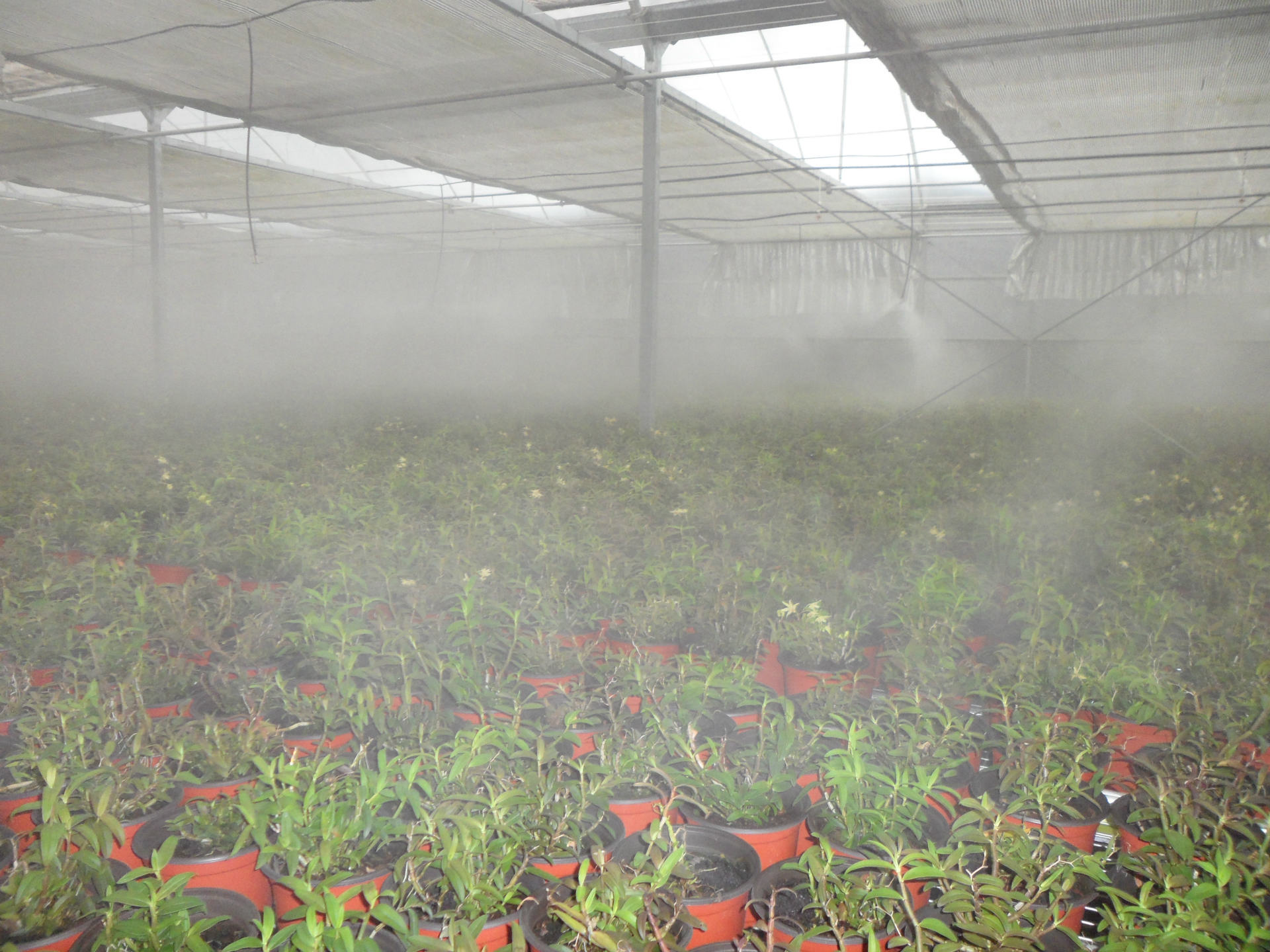 厂家供应铁皮石斛大棚自动喷雾系统