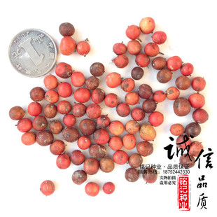 供应南天竹种子 红天竹种子 量大批发