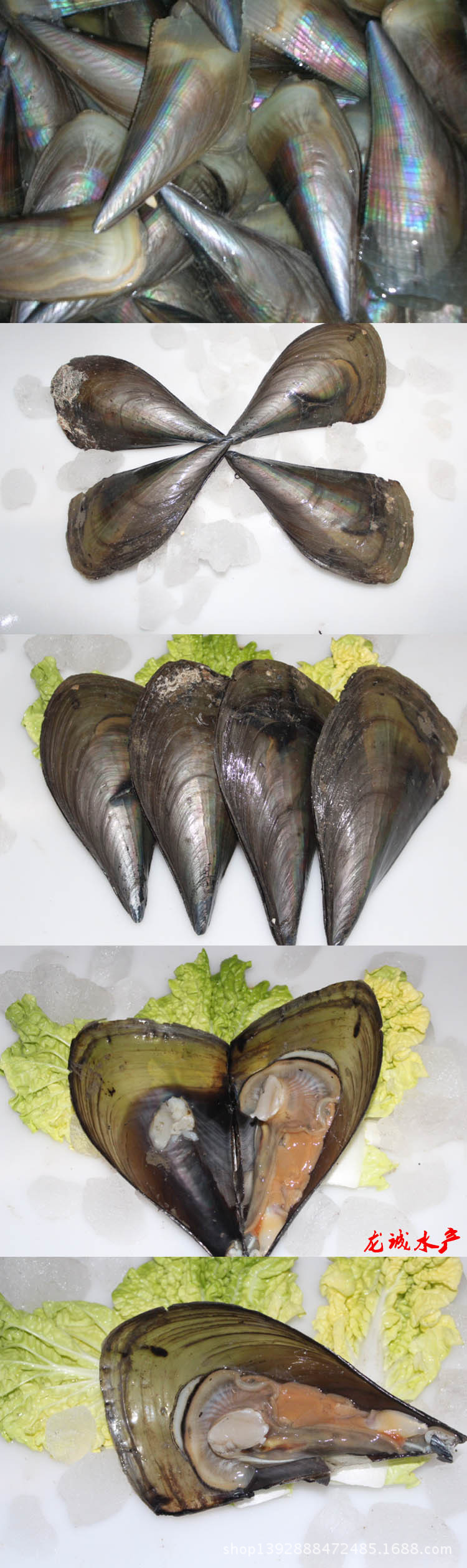 连云港海鲜水产批发 产地直销 鲜贝 鲜活带子 单个价格