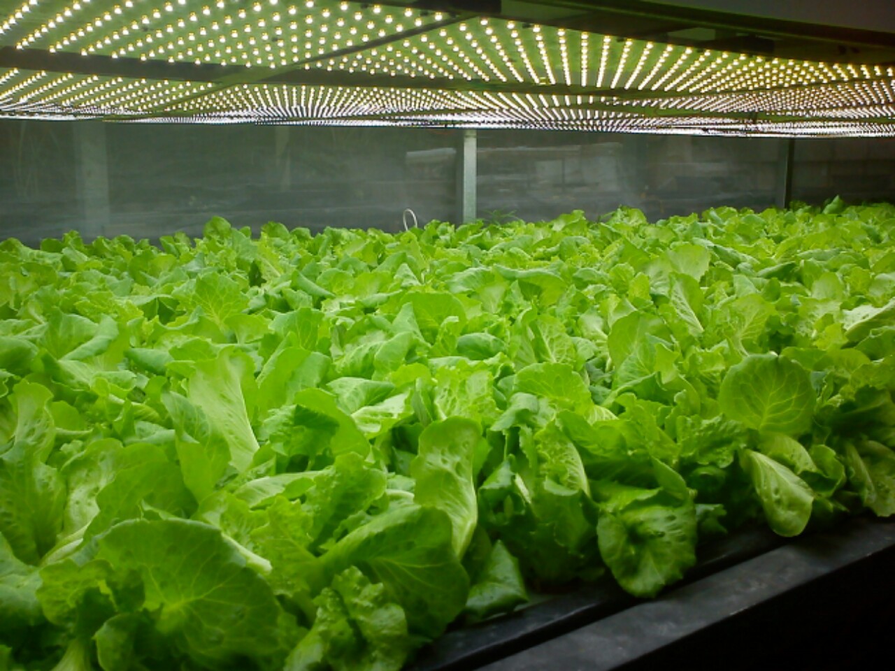 高品质led植物生长灯 par38植物灯 补光灯 18w热销欧美 质保2年