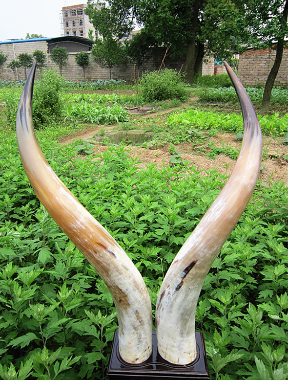 非洲野牛角图片