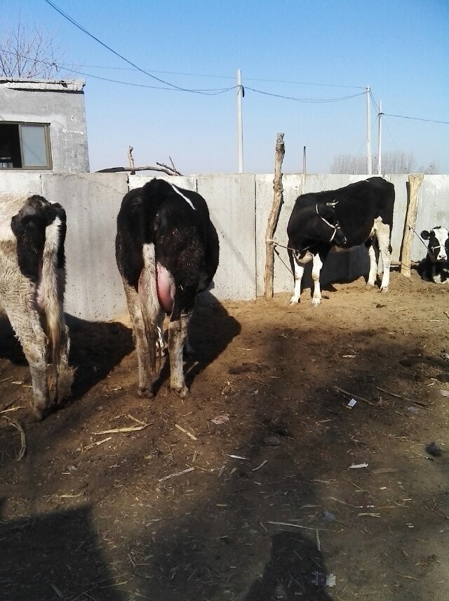 常年供应纯种高产黑白花奶牛