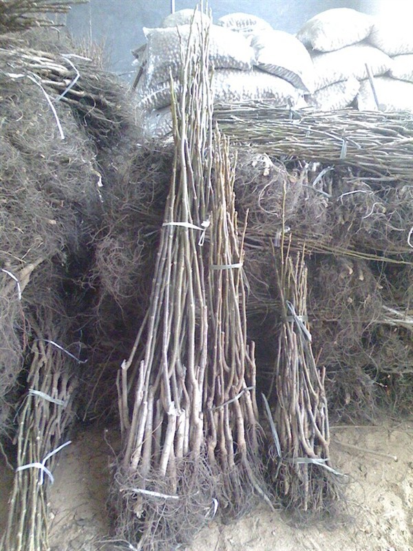 樱桃实生苗供应 山东樱桃实生苗价格