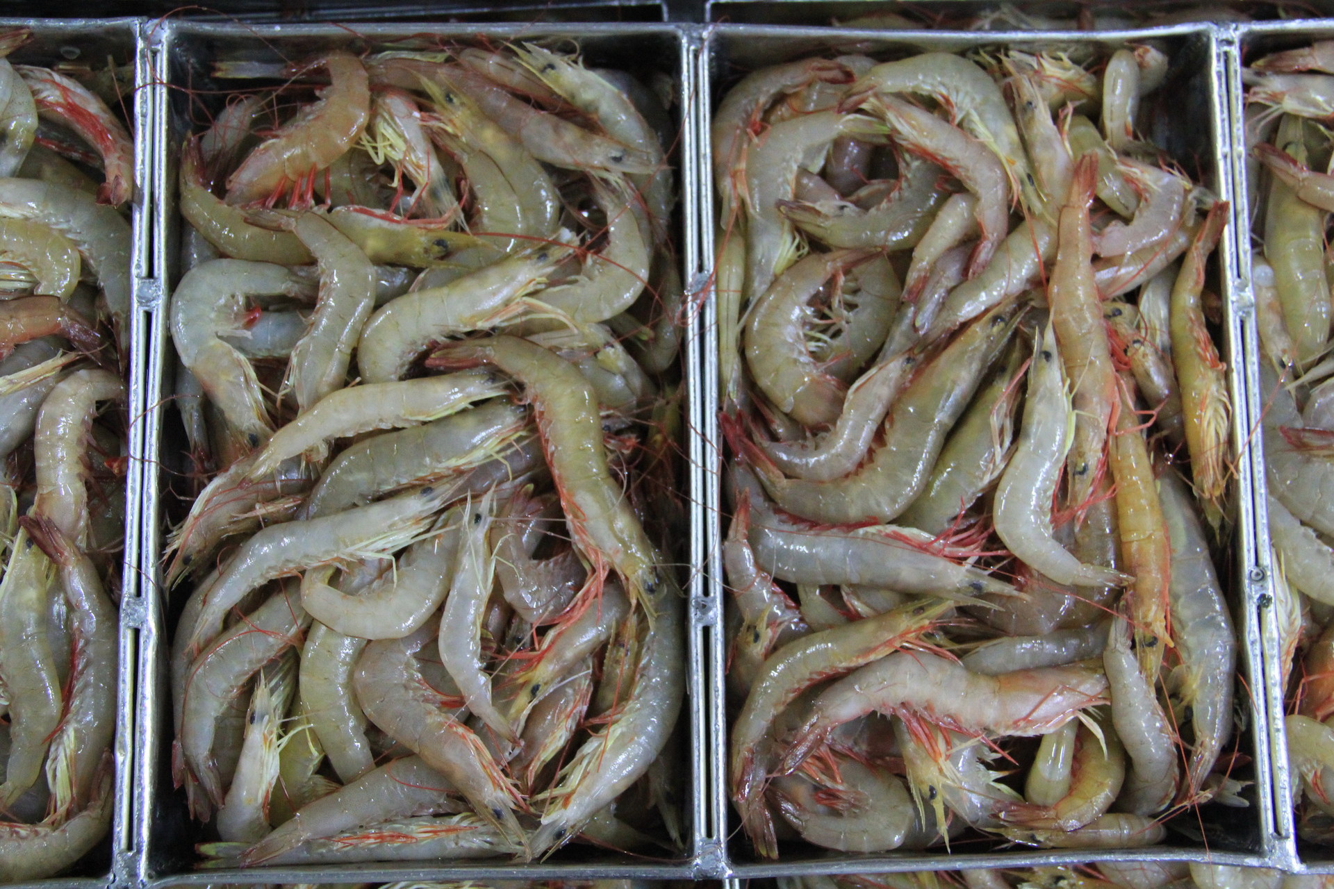 海头湾大虾图片