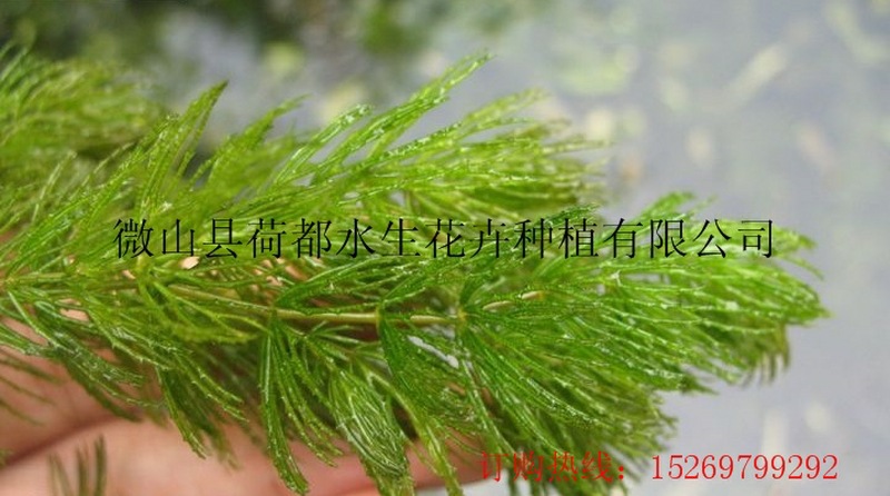 全国最新水生植物种植项目招标公告