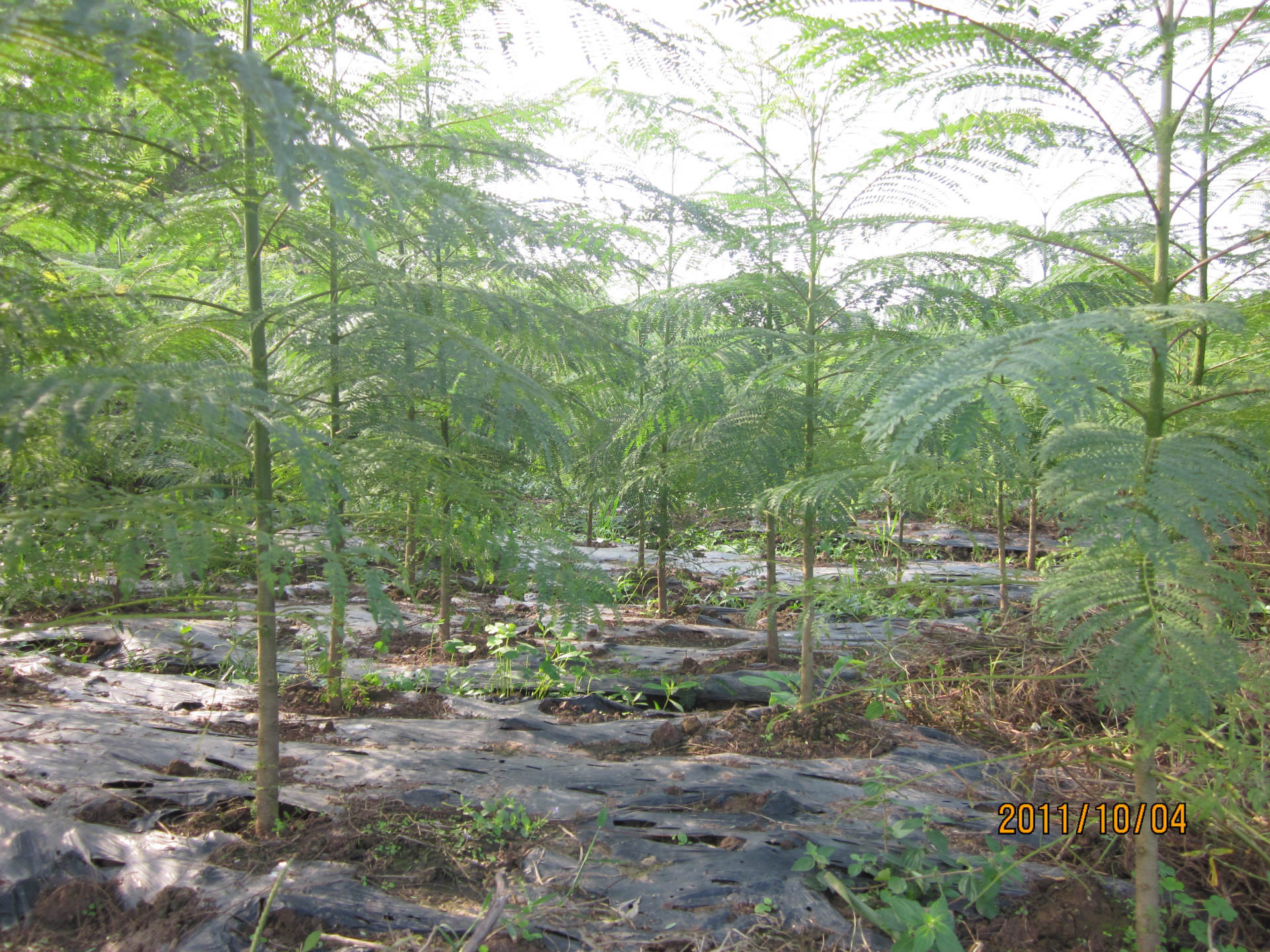 四哥蓝花楹基地出售当年生蓝花楹小苗15-30公分高蓝花楹树苗图片_5