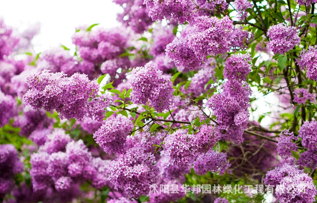 基地大量供應丁香樹叢生紫丁香嫁接丁香丁香樹苗