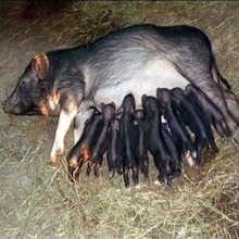 抽筋猪养殖：开启农业新蓝海