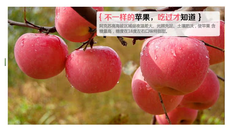 阿克苏红富士苹果批发 新疆新鲜水果冰糖心苹果厂家直销20斤/箱