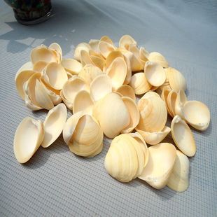 厂家供应天然黄色贝壳海螺工艺 优质原料 地台 鱼缸 家居配饰