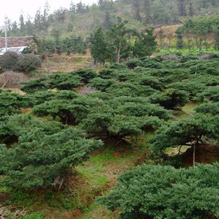 批发地柏爬地柏铺地柏爬行植物护坡植物