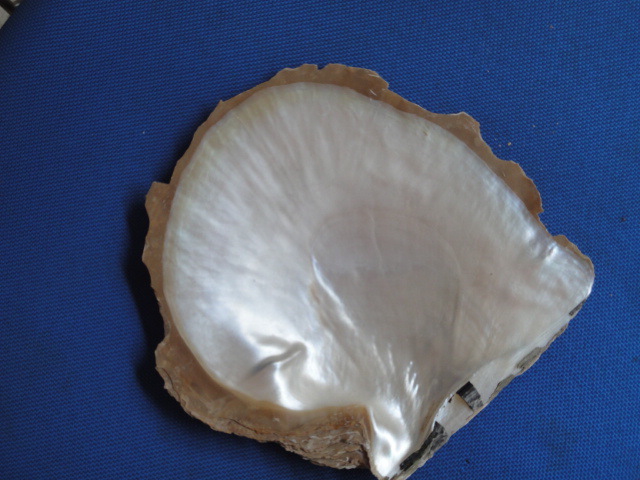白蝶贝壳(澳大利亚,不同规格,不同厚度)
