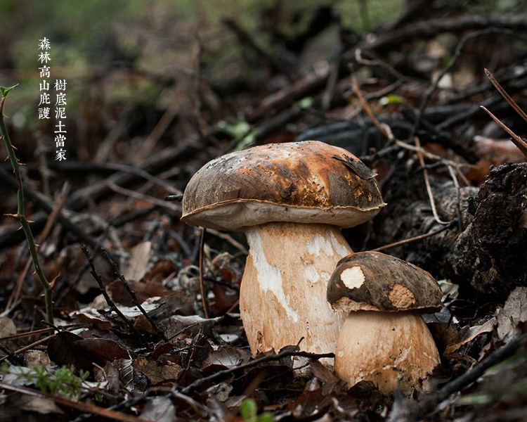 【世界性著名云南野生黑牛肝菌南方大脚磨味道鲜美营养丰富女性补品】