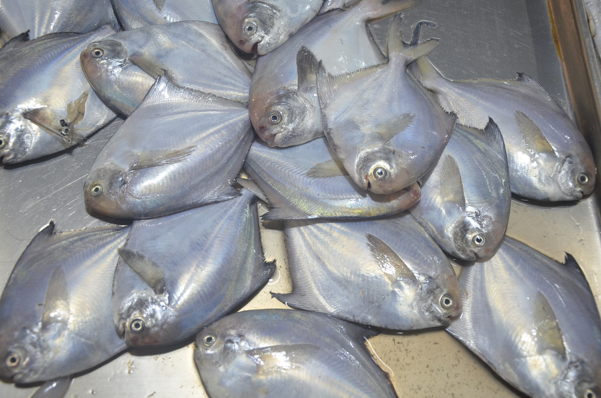 青岛海产品 鲜活海鲜 鲜鱼 野生沙丁鱼500克