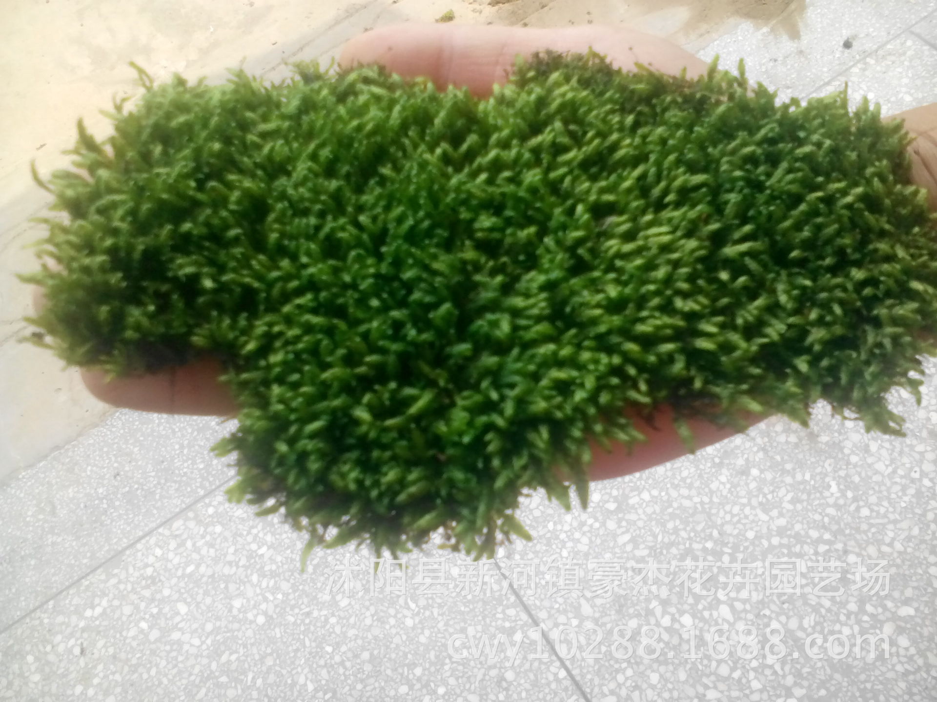 批发鲜活微景观植物盆栽水苔藓 青苔大灰藓装饰保湿吸水