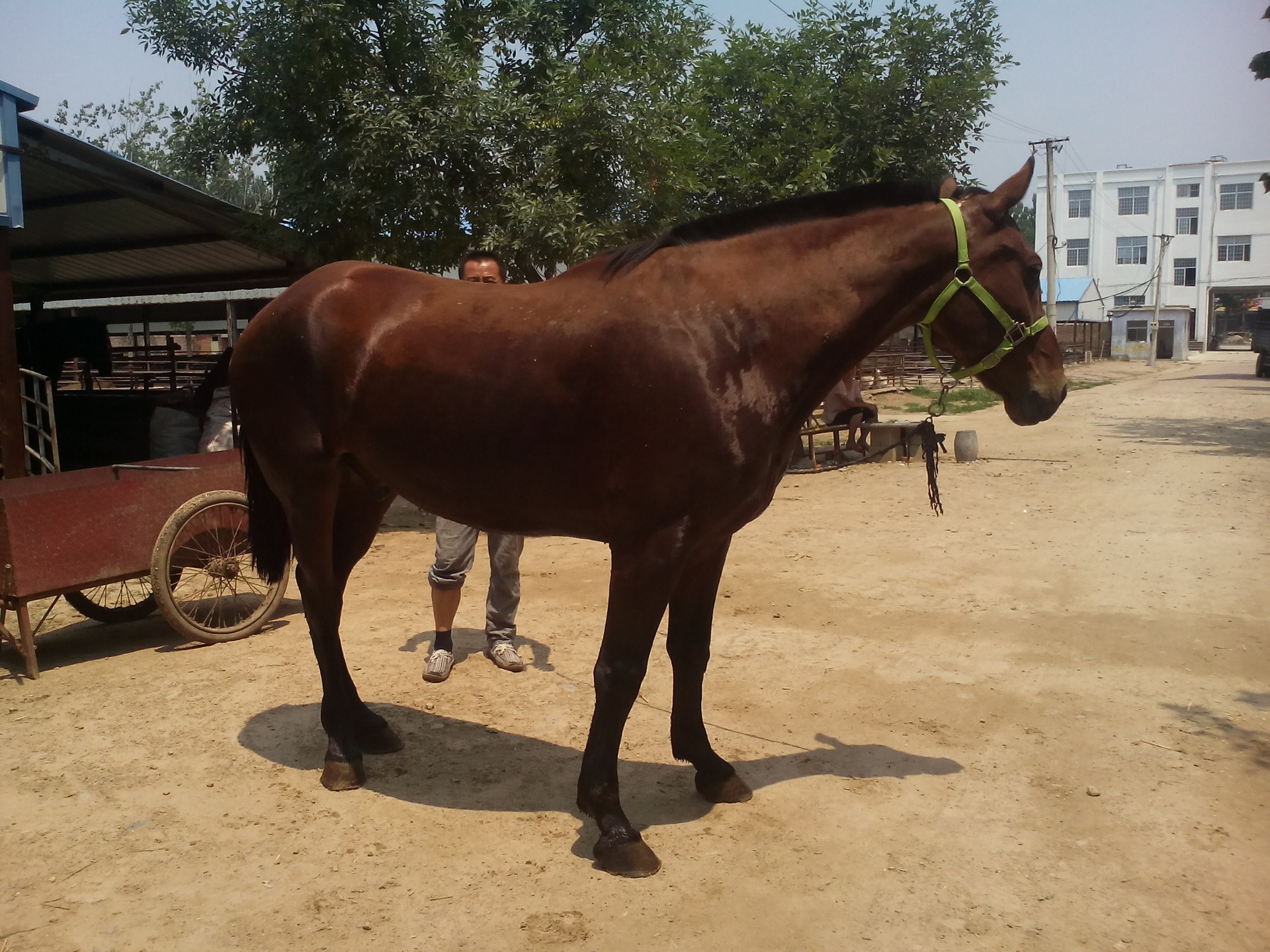 新疆伊犁馬 內蒙古伊犁馬 放牧用伊犁馬