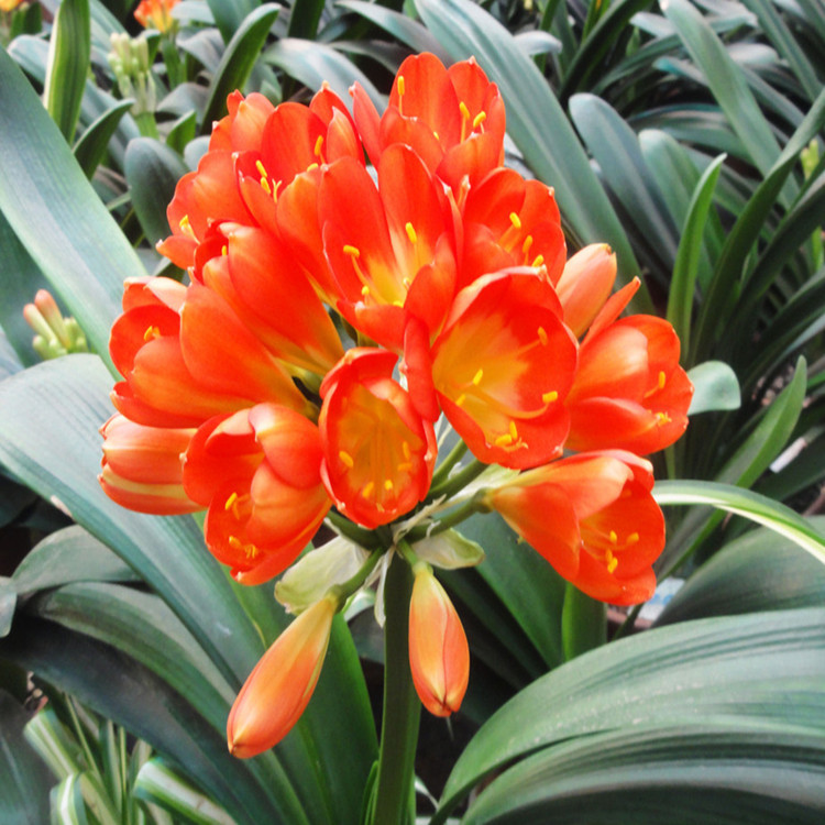 君子兰苗君子兰盆景花卉盆栽君子兰批发