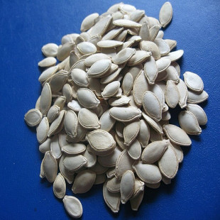 [hl-b09]南瓜子西葫芦籽