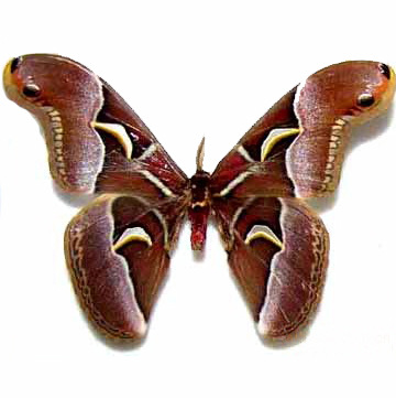 供应最大的皇蝶标本__霸王蝶标本真蝴蝶昆虫标本