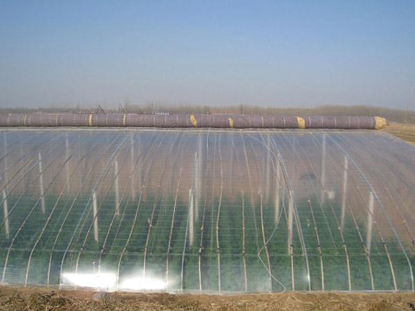 沭阳县洪浩花卉苗木场 供应信息 农用薄膜 批发优质地膜 pe地膜 大棚