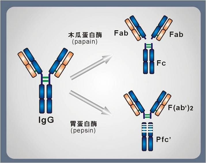 小分子抗体及其独特优势