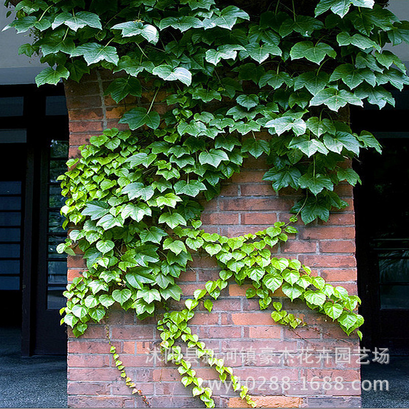 【英文名】shinygreen creeper【學名】parthenocissus tricuspidata