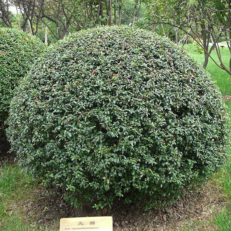 大量供应绿化苗木 火棘球 火棘 火棘苗 价格低廉