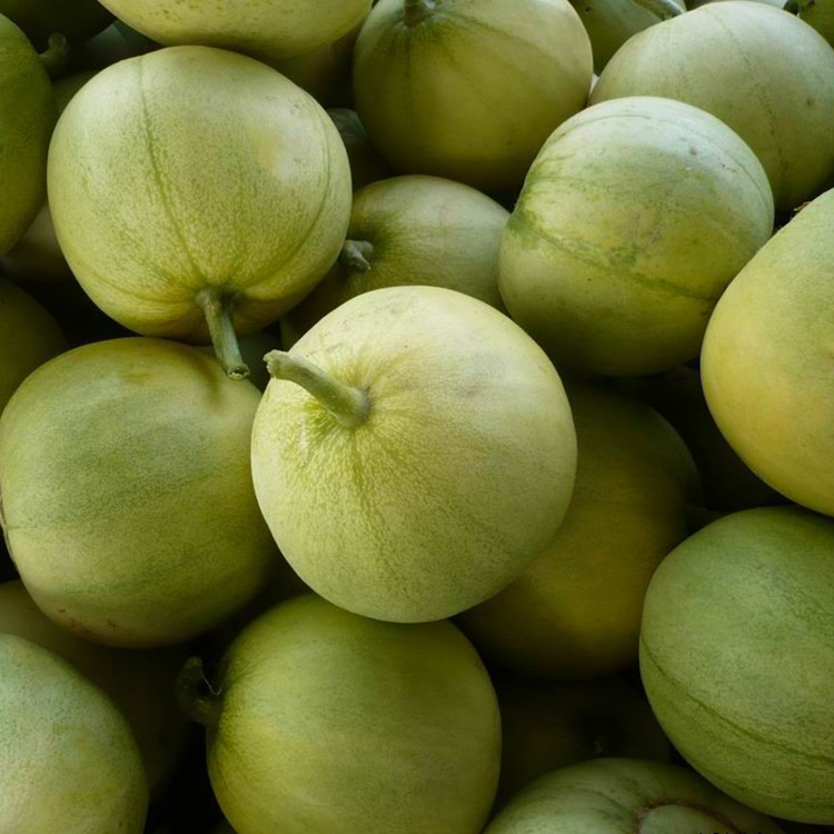 批发蔬菜花卉种子 日本甜宝甜瓜种子 家庭盆栽种植 芳香植物