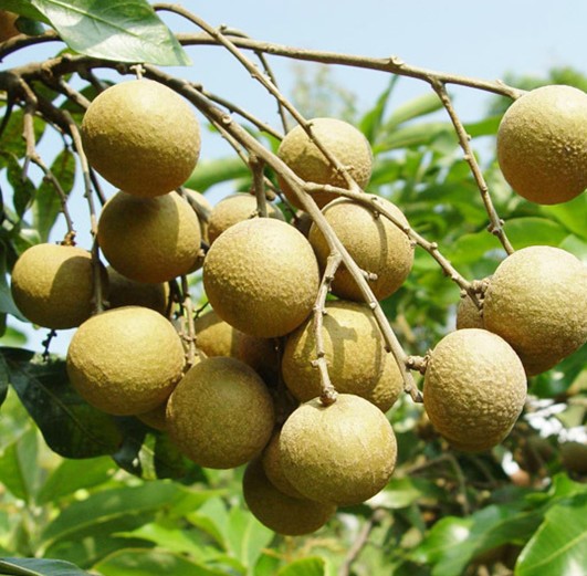 桂圆-水果批发 龙眼 泰国进口 a级 25斤装-桂圆尽在阿里巴巴-宜昌开发