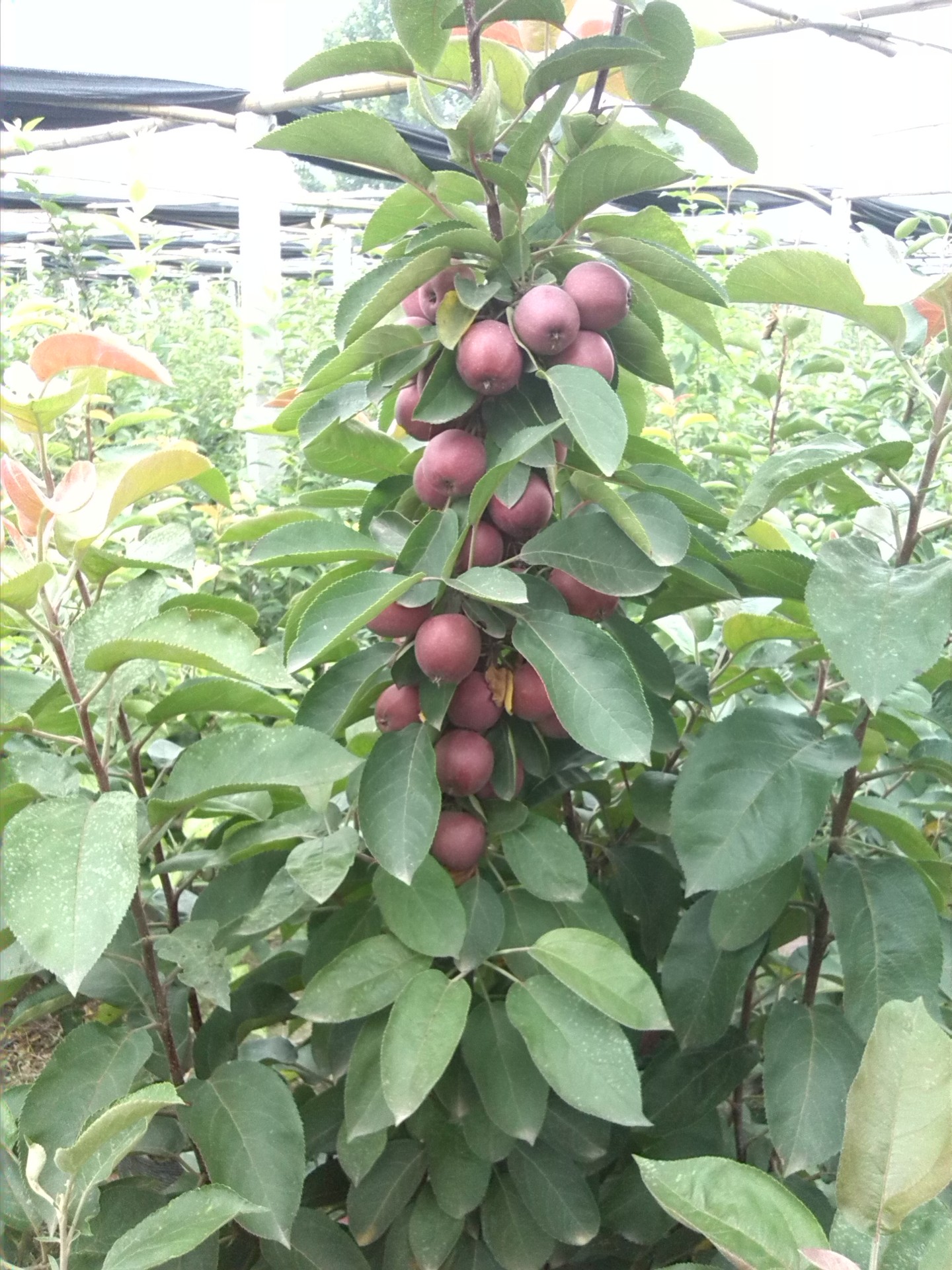 批发芭蕾柱状苹果苗 柱状苹果树 柱状苹果树苗 苹果树苗批发