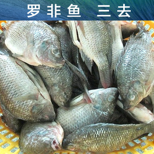 [五鑽供應] 羅非魚 三去 冷凍 水產 進出口加工 非洲鯽魚 吳郭魚