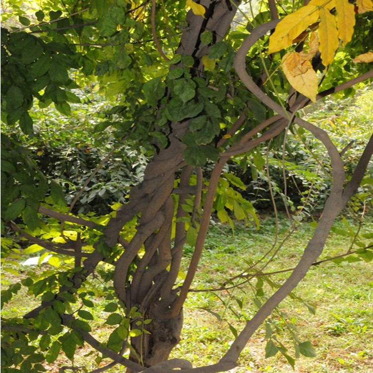 大量供应 紫藤花苗 庭院别墅美化植物落叶攀援缠绕性大藤本植物