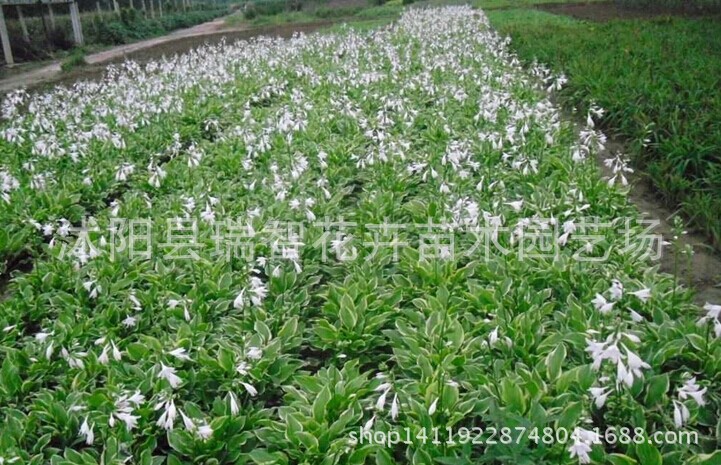 江苏宿迁花叶玉簪花 盆栽青叶玉簪花 白鹤花 宿根植物 地被植物价格