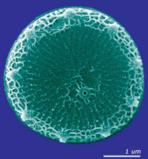 伪矮海链藻 thalassiosira pseudonana