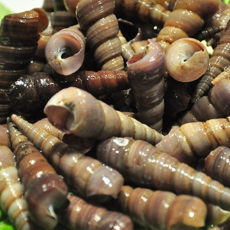 海汇水产行 供应各类鲜活海鲜 各种优质贝类 批发新鲜钉螺