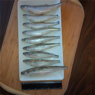 加拿大进口胡瓜鱼单冻速冻 厂家批发 12-15公分 淡水野生胡瓜鱼