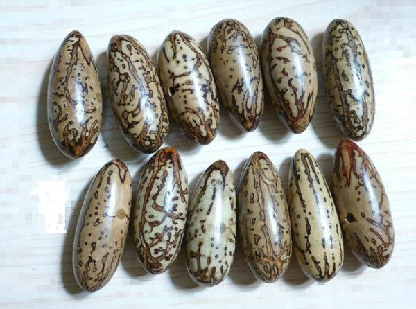 千眼菩提子,非洲进口原果,义乌非洲进口馆一手货源