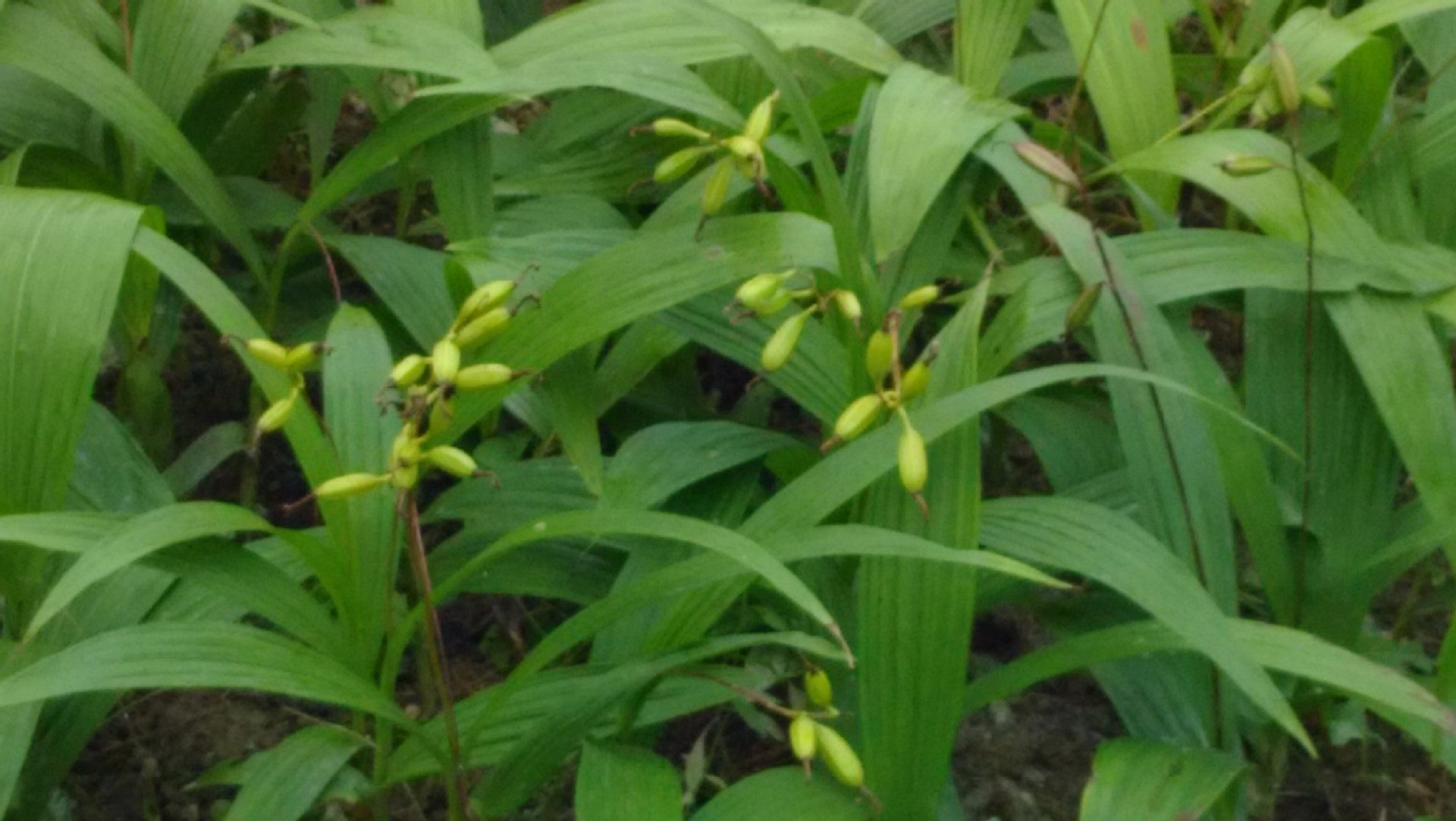 三叉紫花大白芨果莢