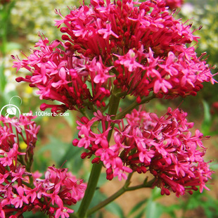 新品 红花欧缬草种苗批发 &yen;0.60