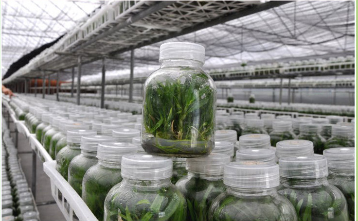 厂家直销650兰花组培瓶 菌种组培玻璃瓶 带透气盖 组培瓶批发