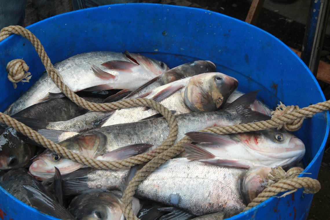 专业销售 各种生态鳙鱼 野生淡水鳙鱼 鲜活鳙鱼 优质大头鱼