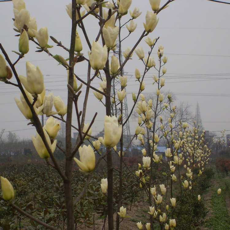 苗圃大量批发 黄玉兰苗 落叶乔木花朵为浅黄色香味芬芳货源充足