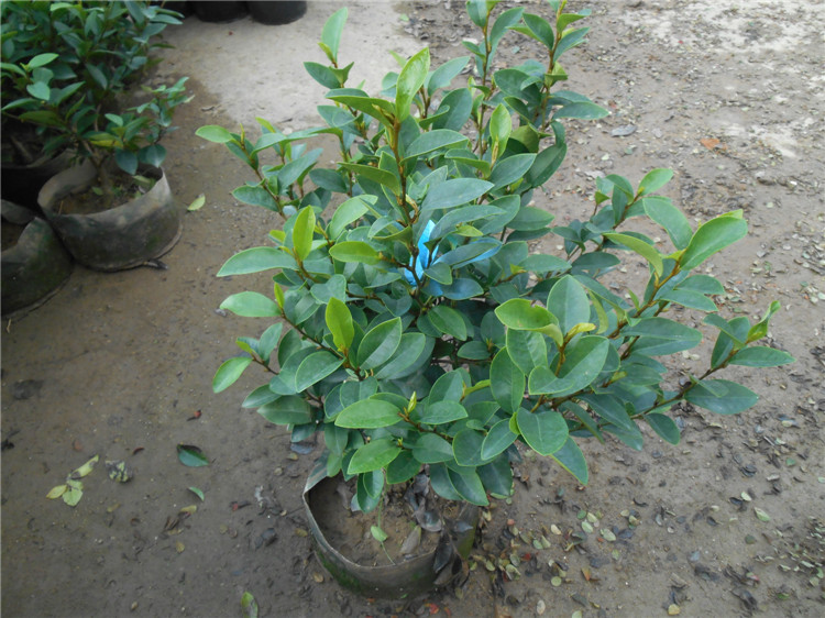 金三角/含笑/h0.6m/冠幅0.6m/布袋图片_9