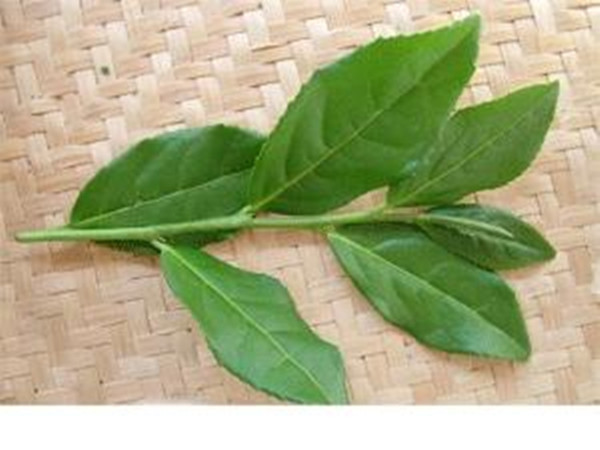铁观音茶叶 毛茶 净茶批发 产地直销 实惠乌龙茶 青韵味 .