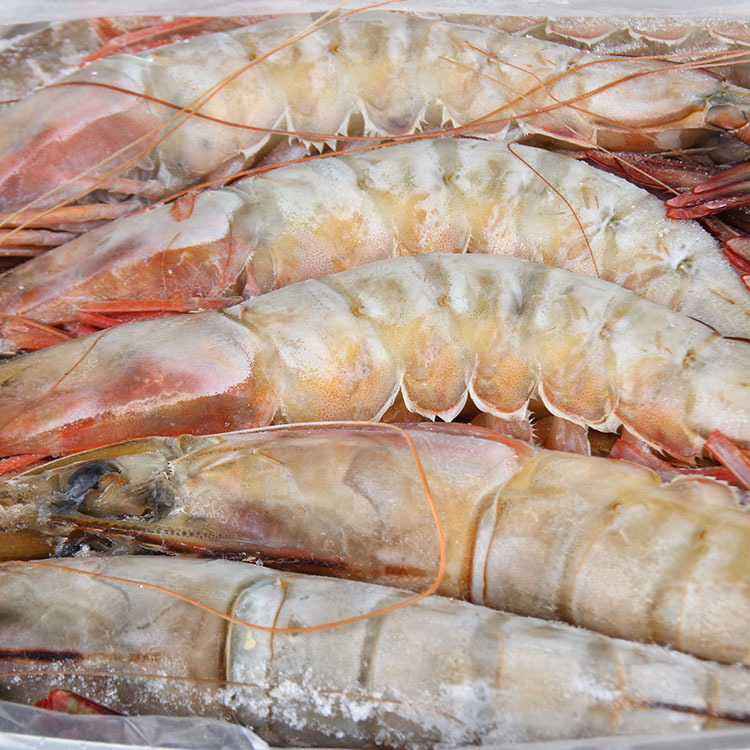 厂家直销 批发 澳虾u8 冷冻水产品 海鲜 虾 海产品 冷冻虾类