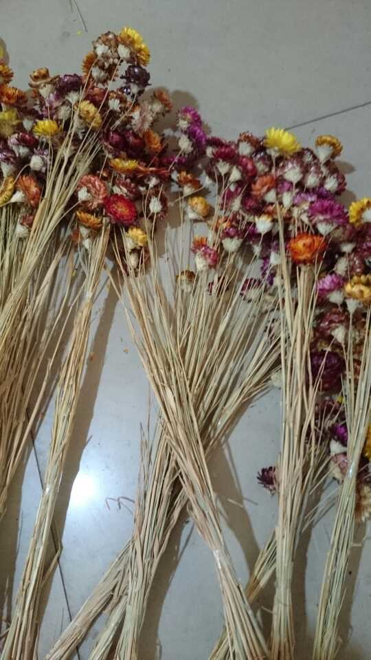 【[麦秆菊]云南 天然干花 真花田园餐桌 七彩真菊/蜡菊/麦秆菊 多色】