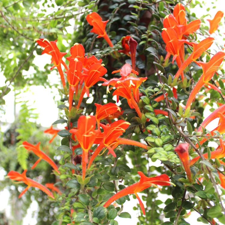 小口红叶花卉绿植盆栽 阳台庭院室内盆景 垂吊有氧植物吊兰