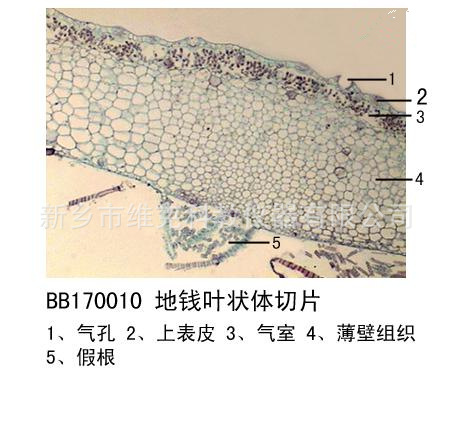 叶状地衣类 生物切片 植物生物学类 苔藓植物 显微镜玻片