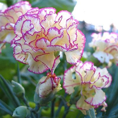 有条纹的康乃馨