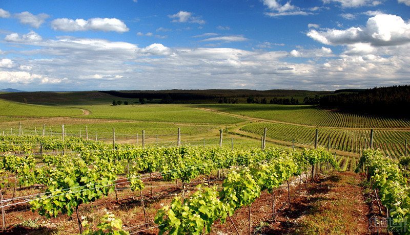 谷(alexander valley)的111公顷葡萄园出售给美国嘉露酒庄(e&j gallo